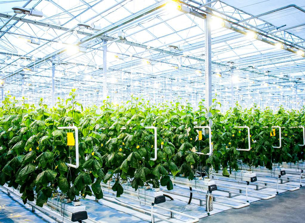 What Are Grow Lights and How Long Should I Keep My Grow Light On?