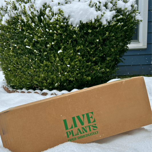 How to Ship Plants in Winter