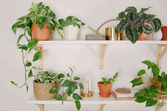 Pothos Plant Varieties: Exploring Different Types and Their Unique Features