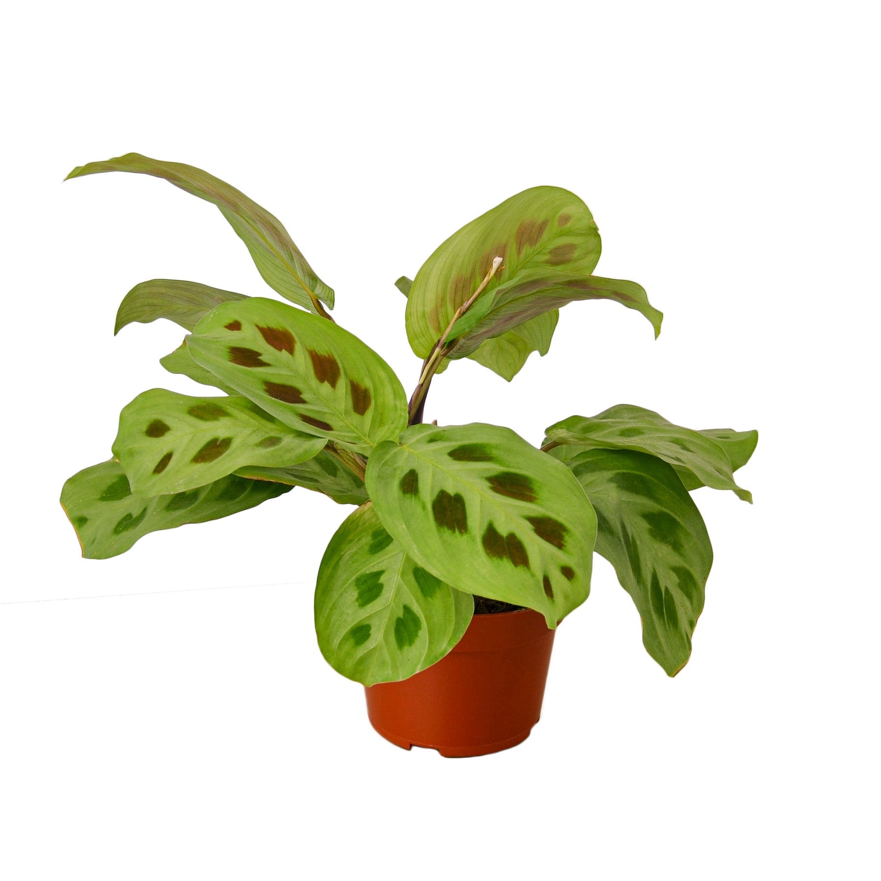 Maranta 'Leuconeura' 4" Plant (1pk/$2) ($6 Ship/15oz) House Plant Dropship 3" Pot  