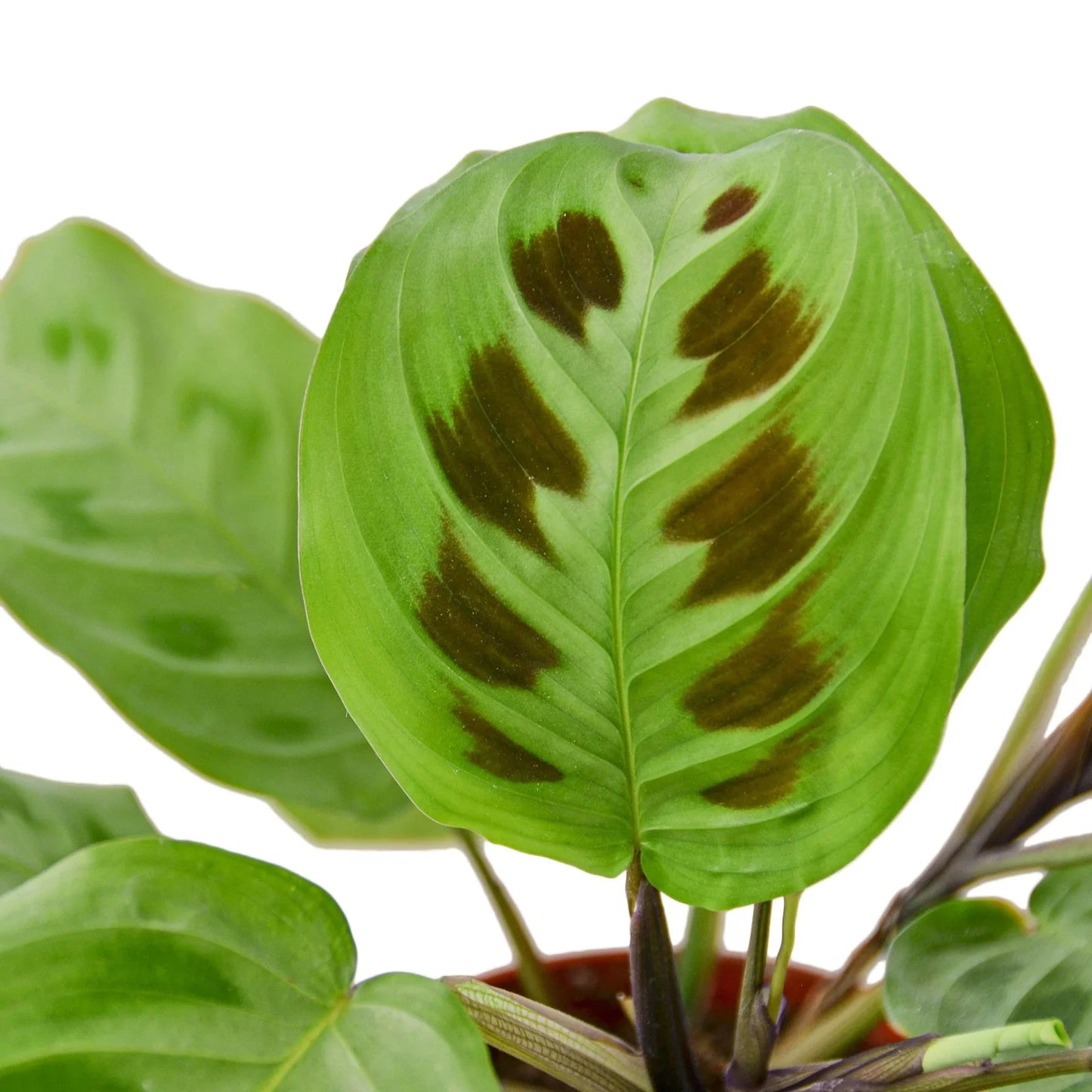 Maranta 'Leuconeura' 4" Plant (1pk/$2) ($6 Ship/15oz) House Plant Dropship   