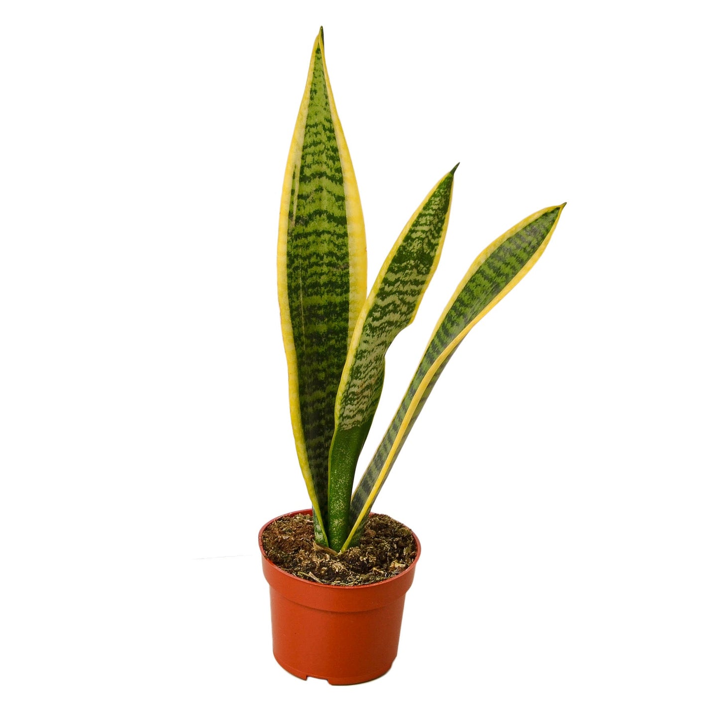 Snake Plant Laurentii Indoor Plants House Plant Dropship