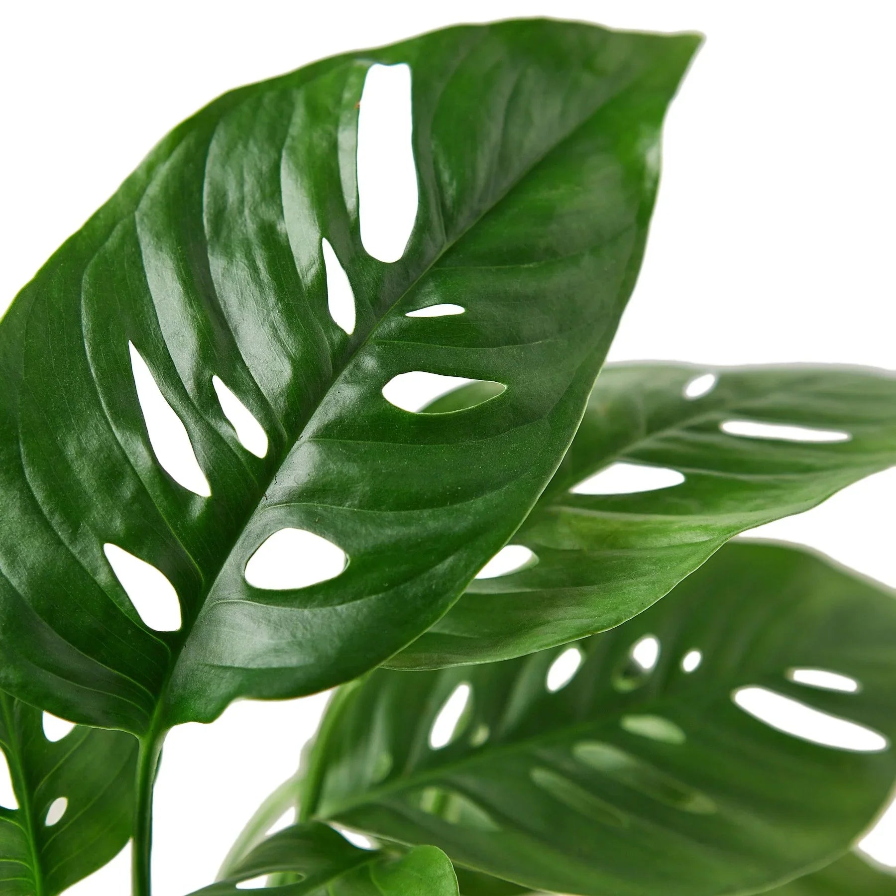 Monstera Adansonii 'Swiss Cheese' 4" Plant (1pk/$2) ($6 Ship/15oz) House Plant Dropship   