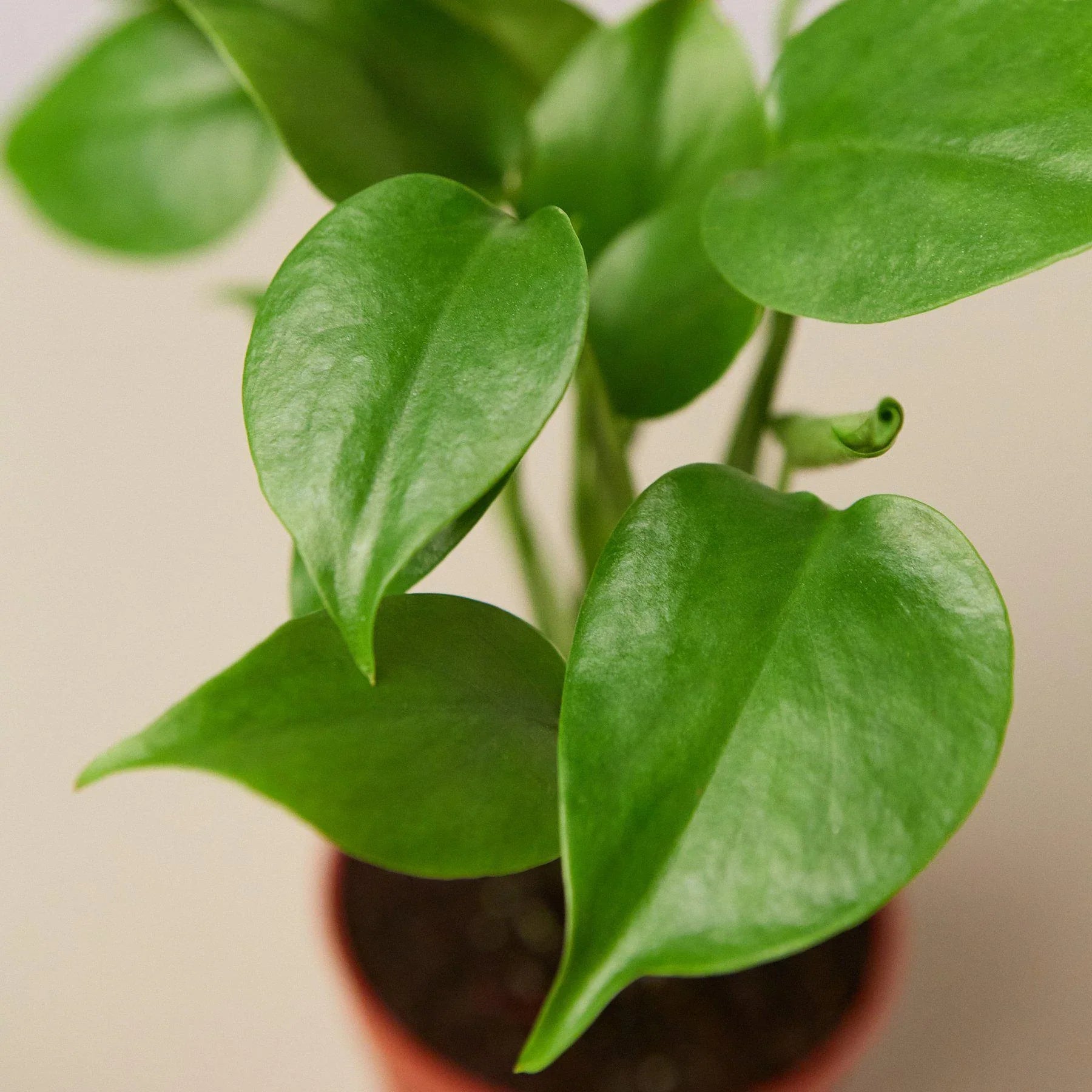 Philodendron Monstera Split-Leaf 4" Plant House Plant Dropship   