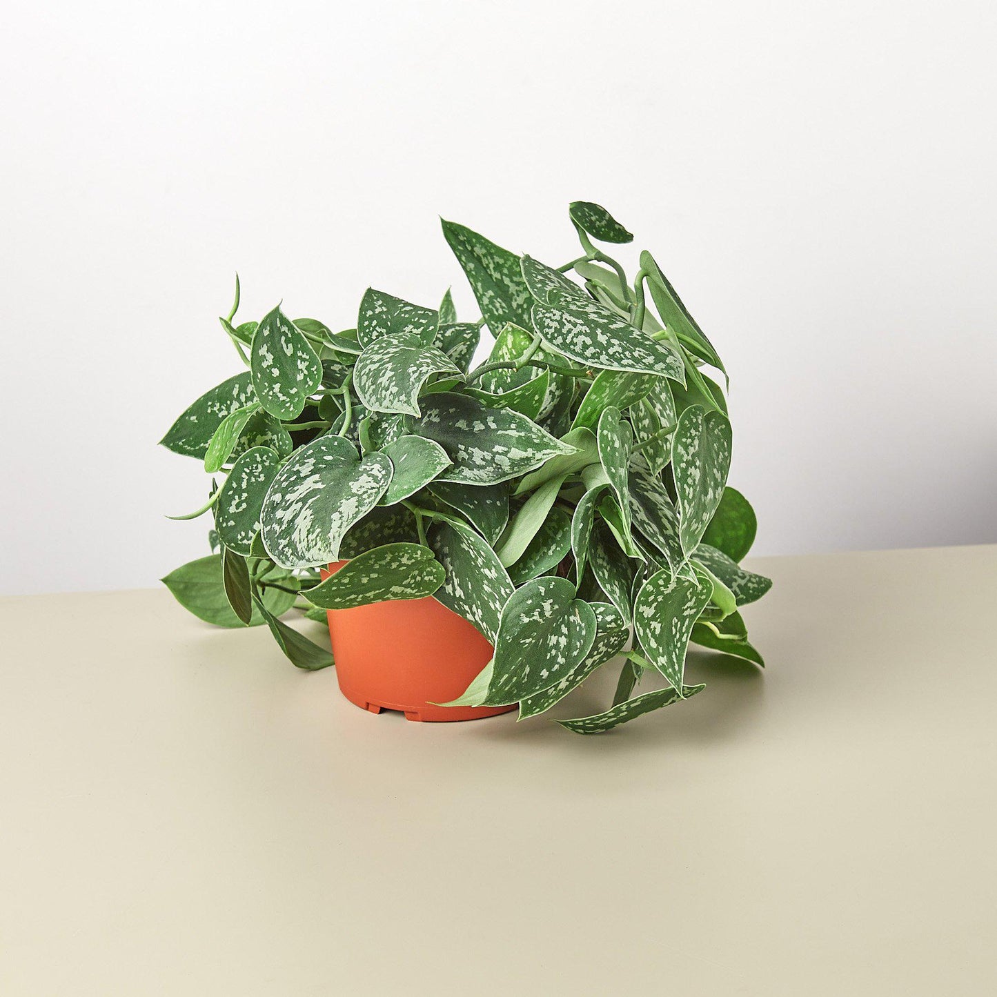 Pothos 'Satin' Indoor Plants House Plant Dropship   