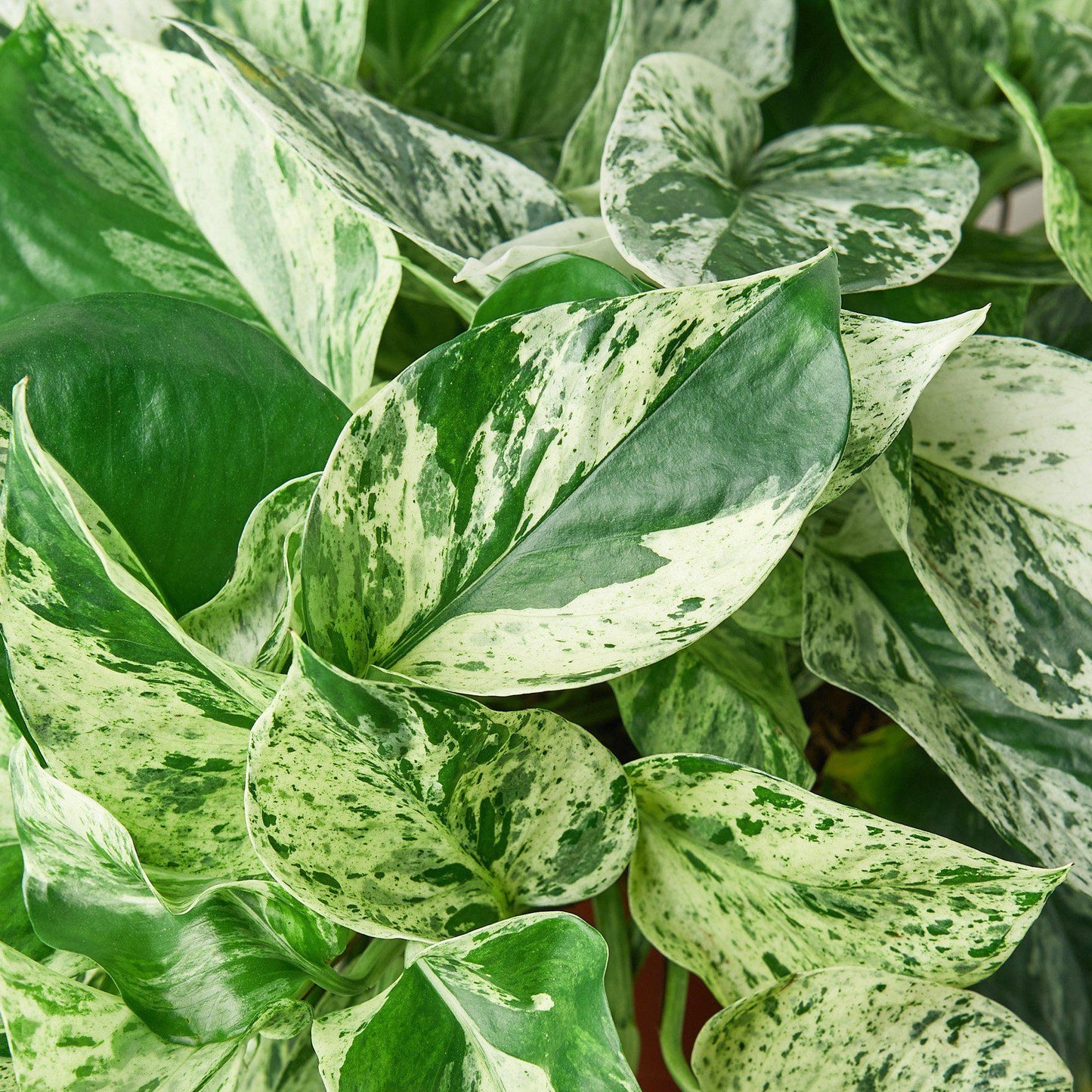 Pothos 'Marble Queen' Indoor Plants House Plant Dropship 3" Pot