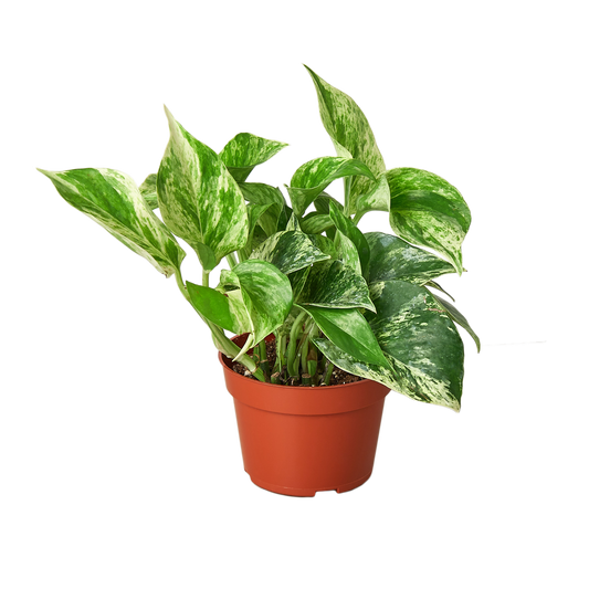 Pothos 'Marble Queen' Indoor Plants House Plant Dropship   