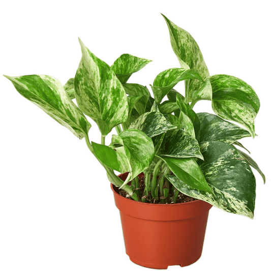 Pothos 'Marble Queen' Indoor Plants House Plant Dropship