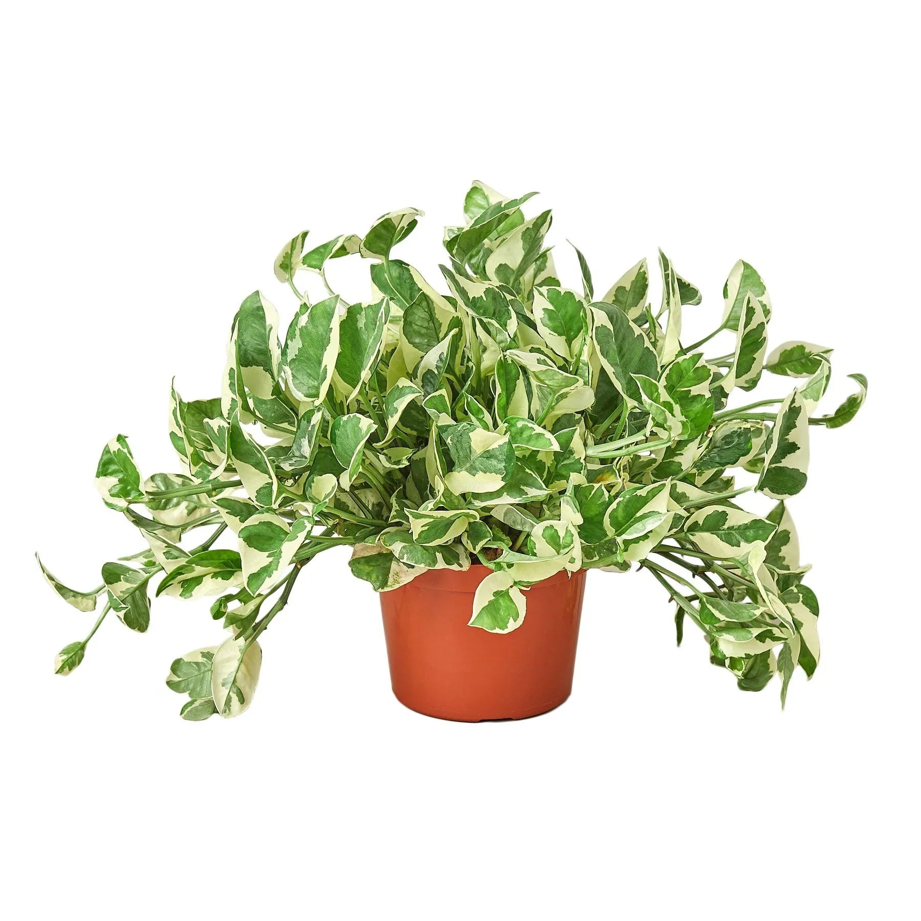 Pothos 'N'joy' Indoor Plants House Plant Dropship 6" Pot Nursery Pot 