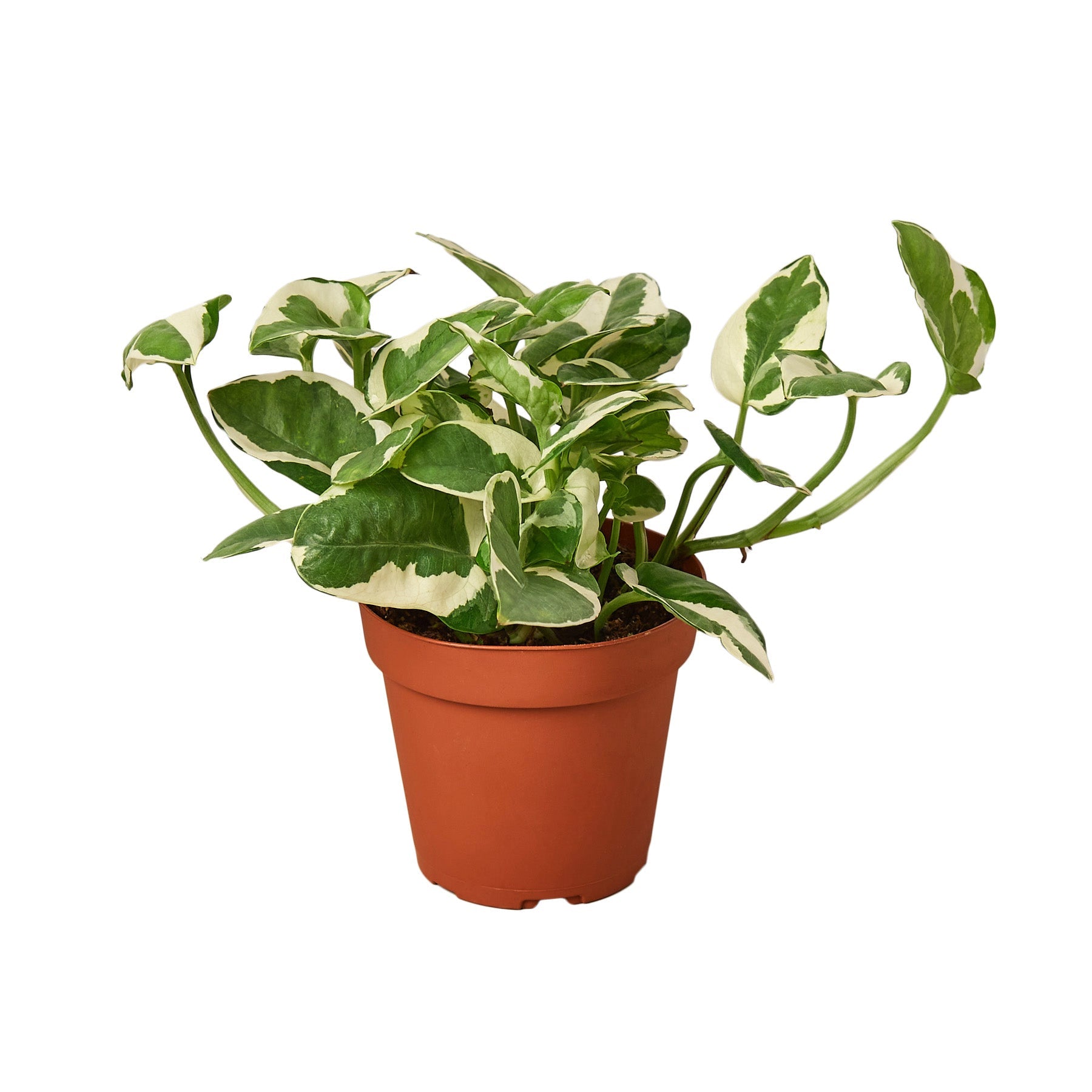 Pothos 'N'joy' Indoor Plants House Plant Dropship 4" Pot Nursery Pot 