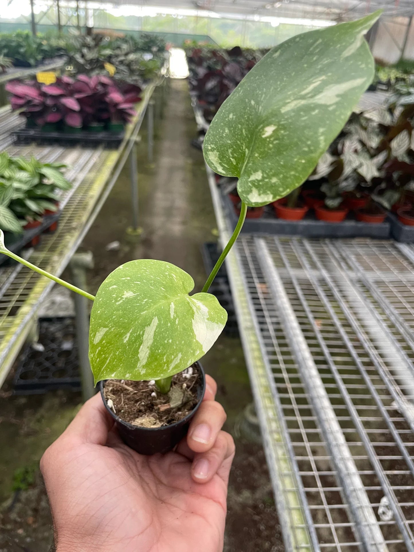 Monstera 'Thai Constellation'  House Plant Dropship   