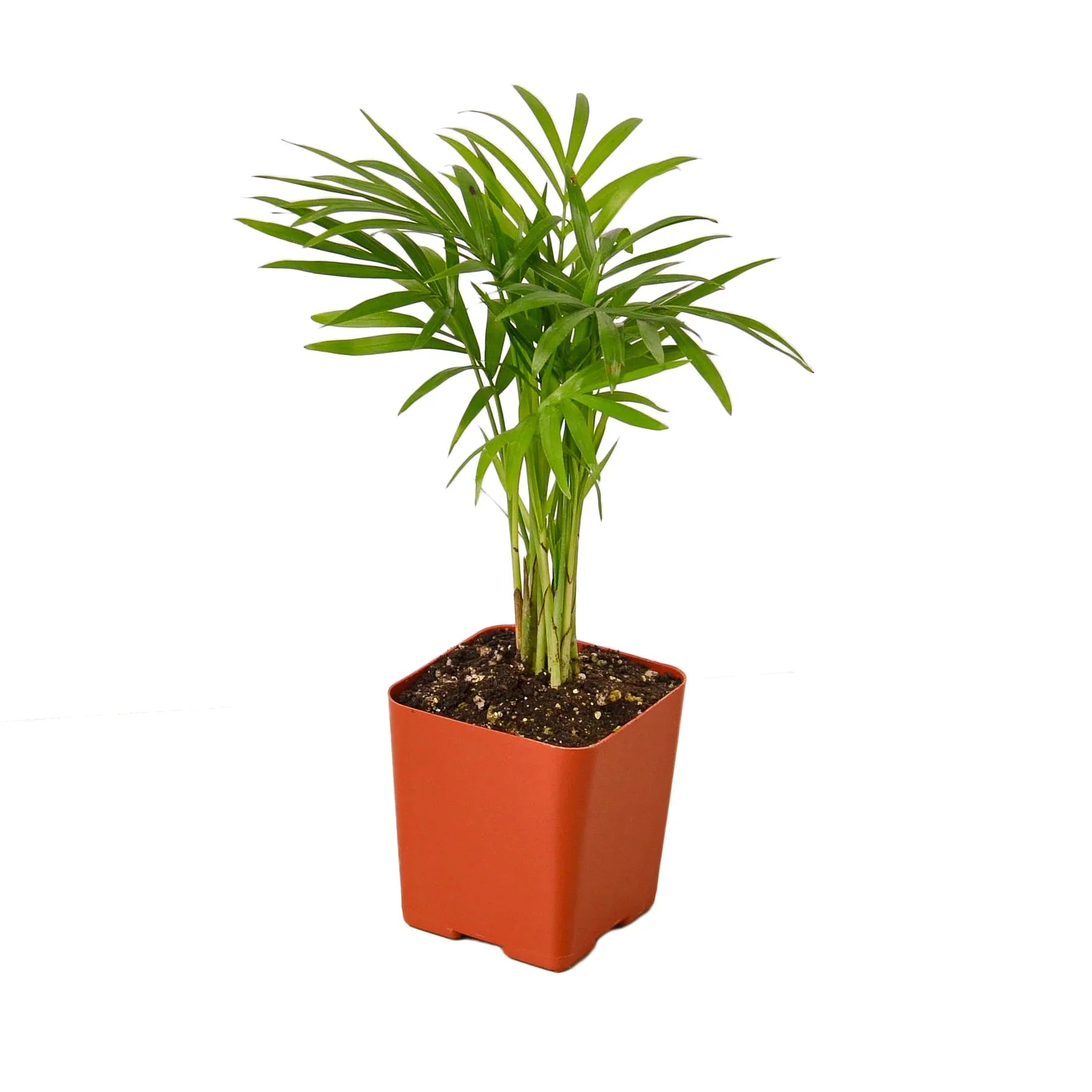 Parlor Palm Indoor Plants House Plant Dropship