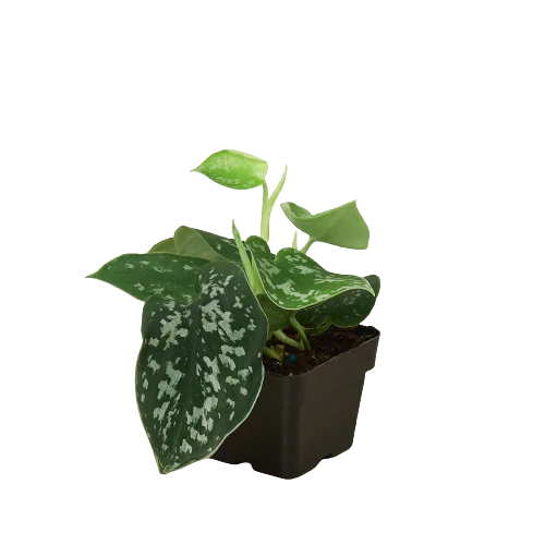 Pothos 'Satin' Indoor Plants House Plant Dropship   