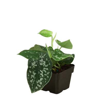 Pothos 'Satin' Indoor Plants House Plant Dropship   