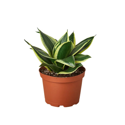 Snake Plant Black Gold Indoor Plants House Plant Dropship