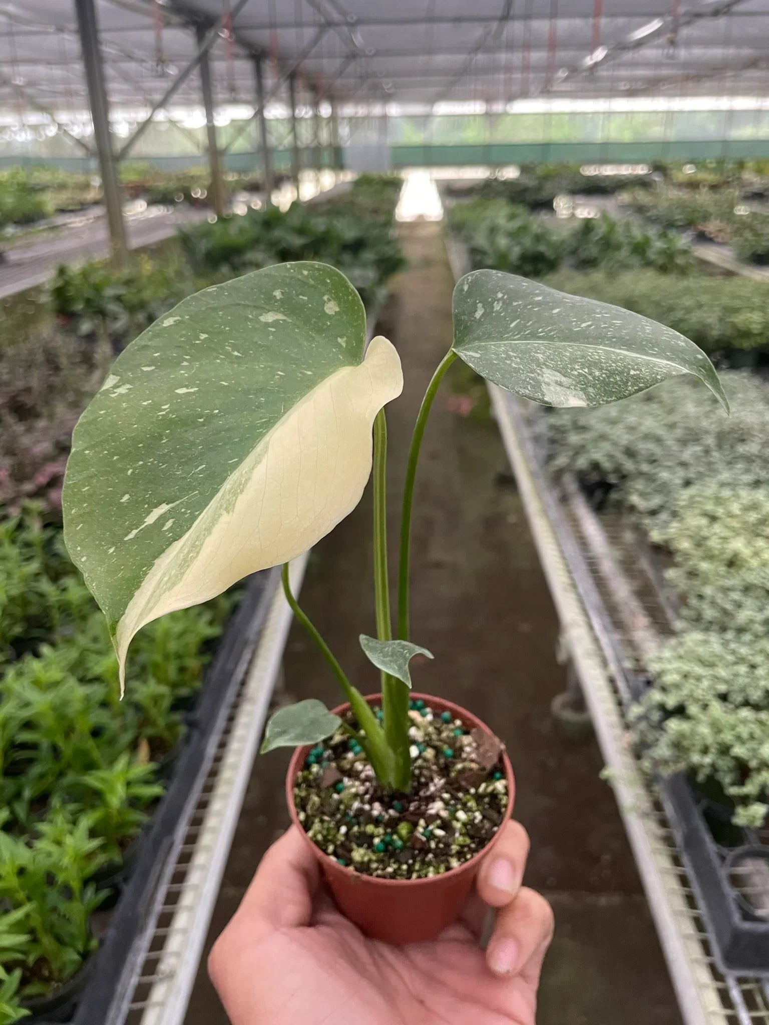 Monstera 'Thai Constellation'  House Plant Dropship   