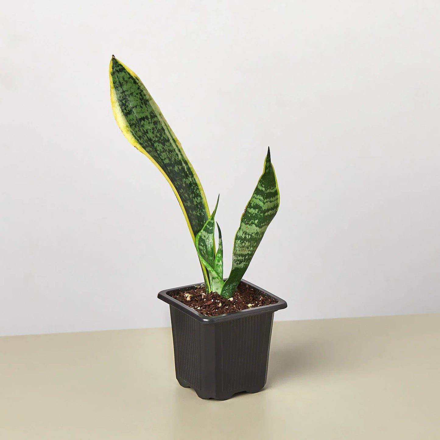 Snake Plant Laurentii Indoor Plants House Plant Dropship