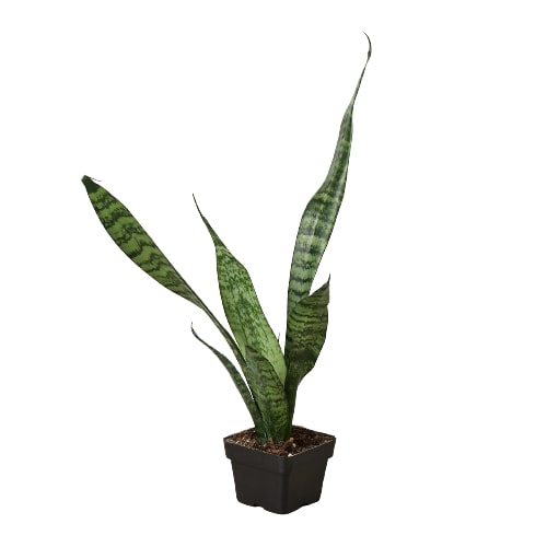 Snake Plant 'Zeylanica' Indoor Plants House Plant Dropship 3" Pot Nursery Pot