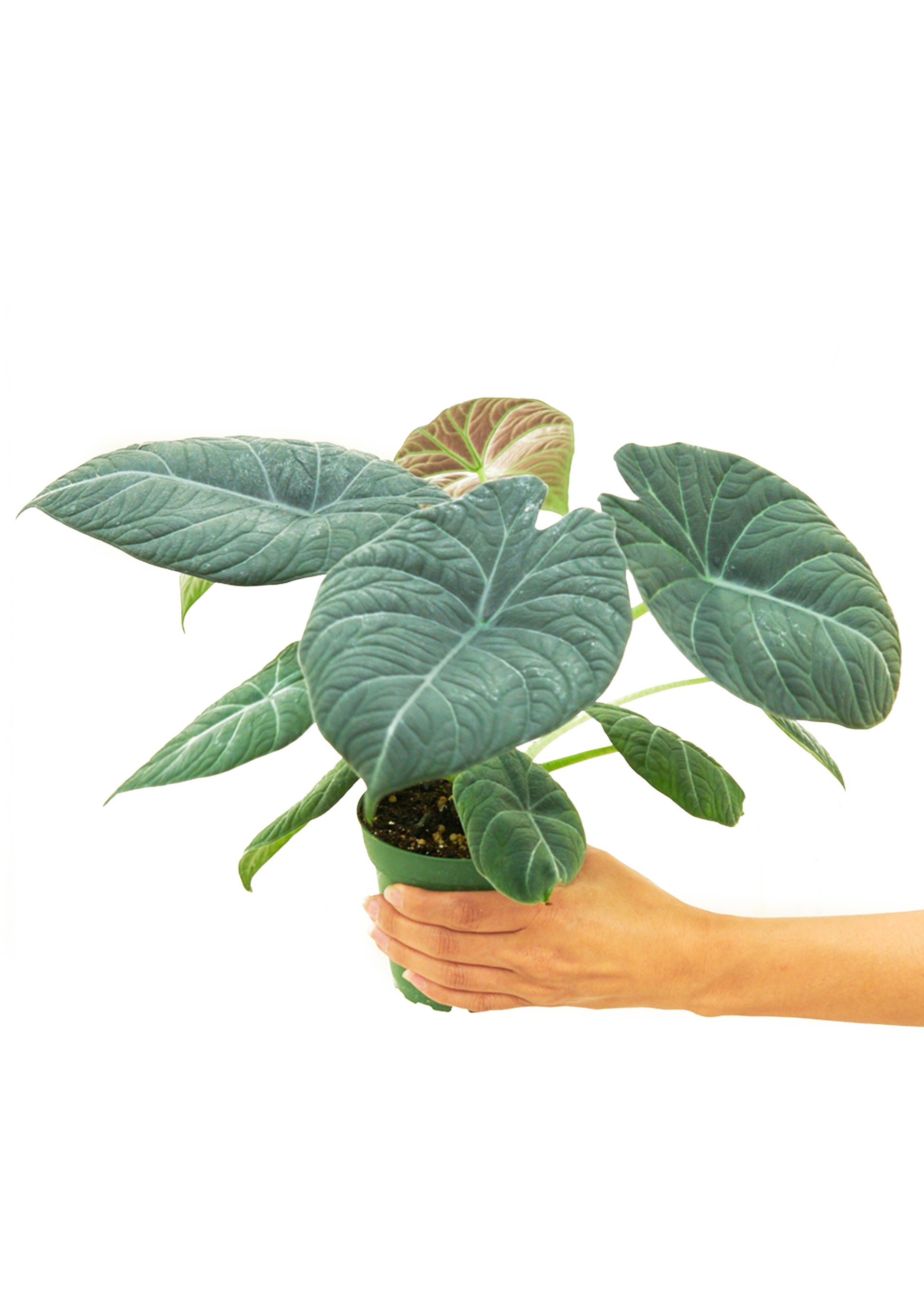 Alocasia 'Grey Dragon'  Plant Boxx Small 4" Pot (8-12" tall)  