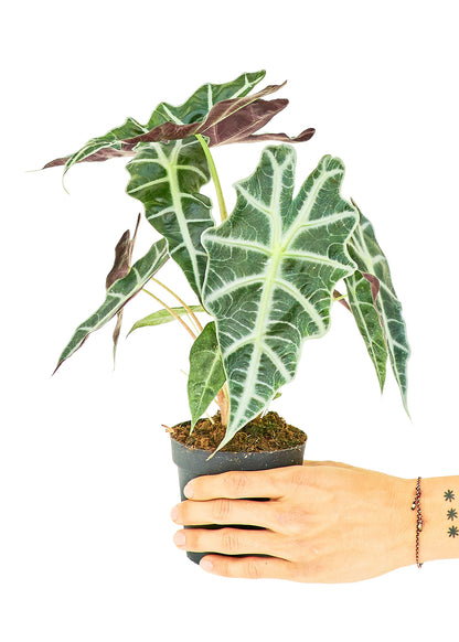 Alocasia 'Polly'  Plant Boxx Small 4” Pot (~18" tall)  