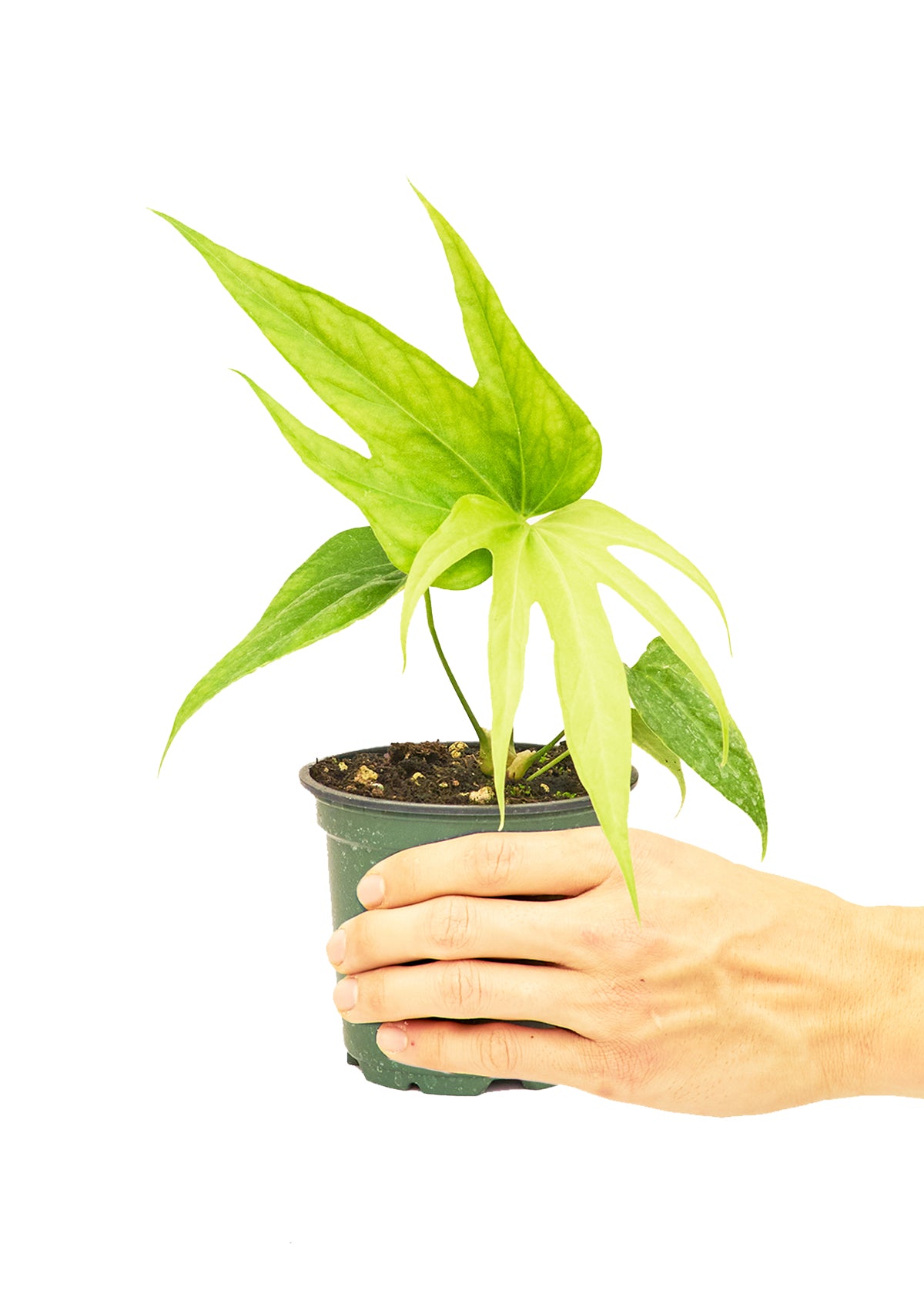 Anthurium 'Fingers', Small  Plant Boxx   