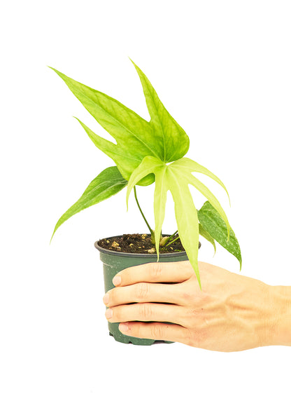 Anthurium 'Fingers', Small  Plant Boxx   