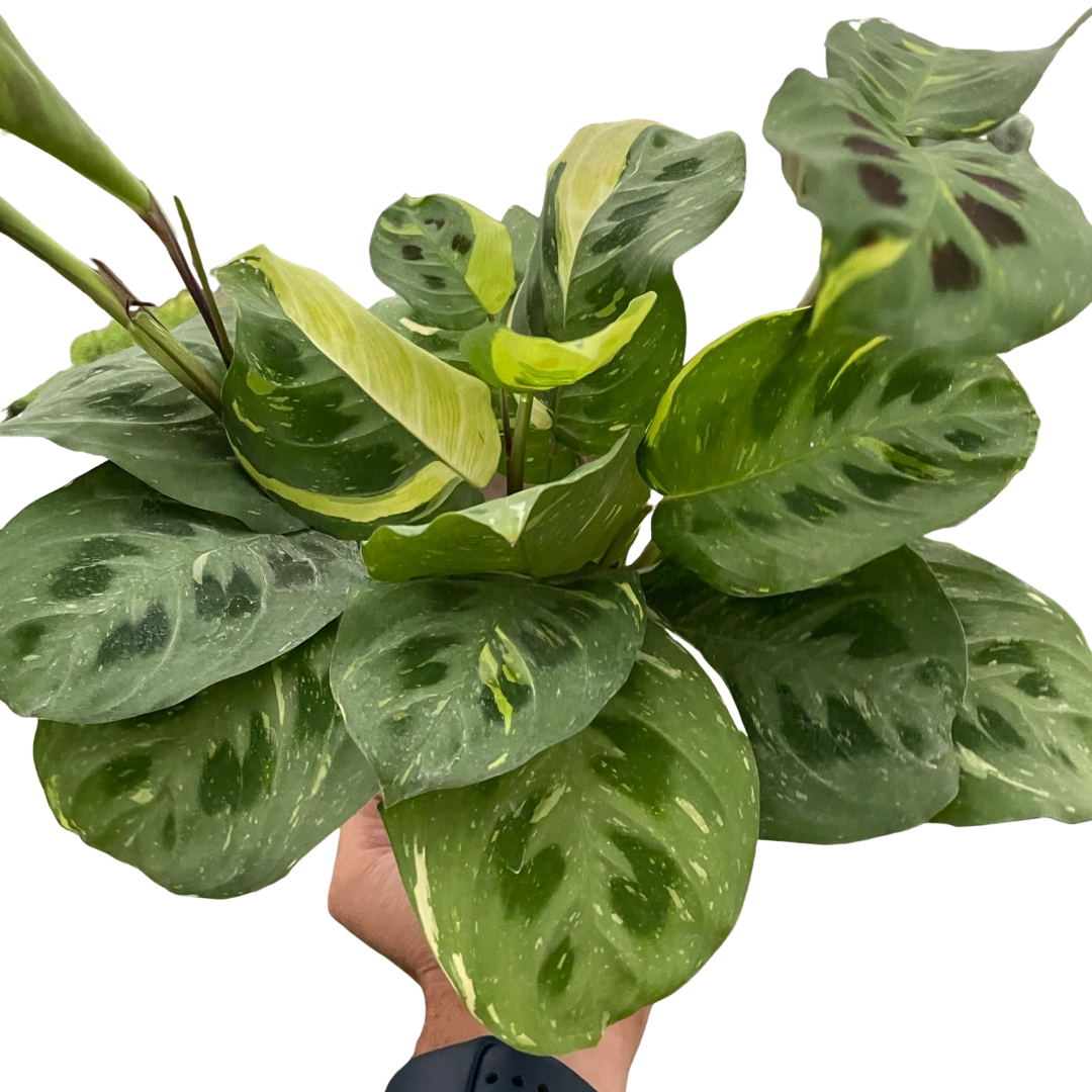 Maranta Variegated 'Beauty Kim' Default House Plant Dropship 6" Pot  