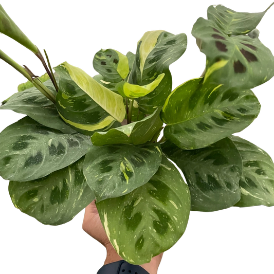 Maranta Variegated 'Beauty Kim' Default House Plant Dropship 6" Pot  