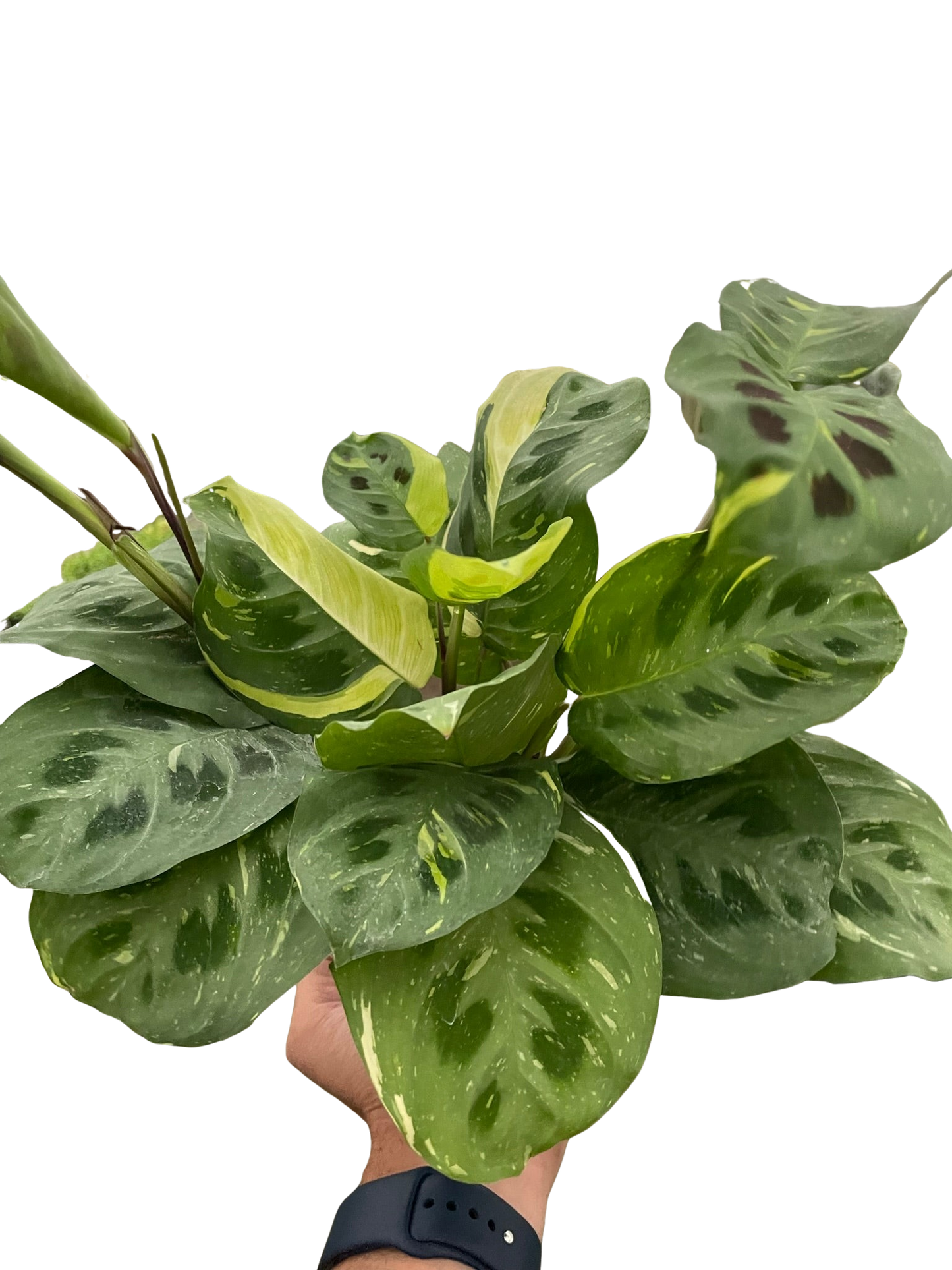 Maranta Variegated 'Beauty Kim' Default House Plant Dropship 4" Pot  