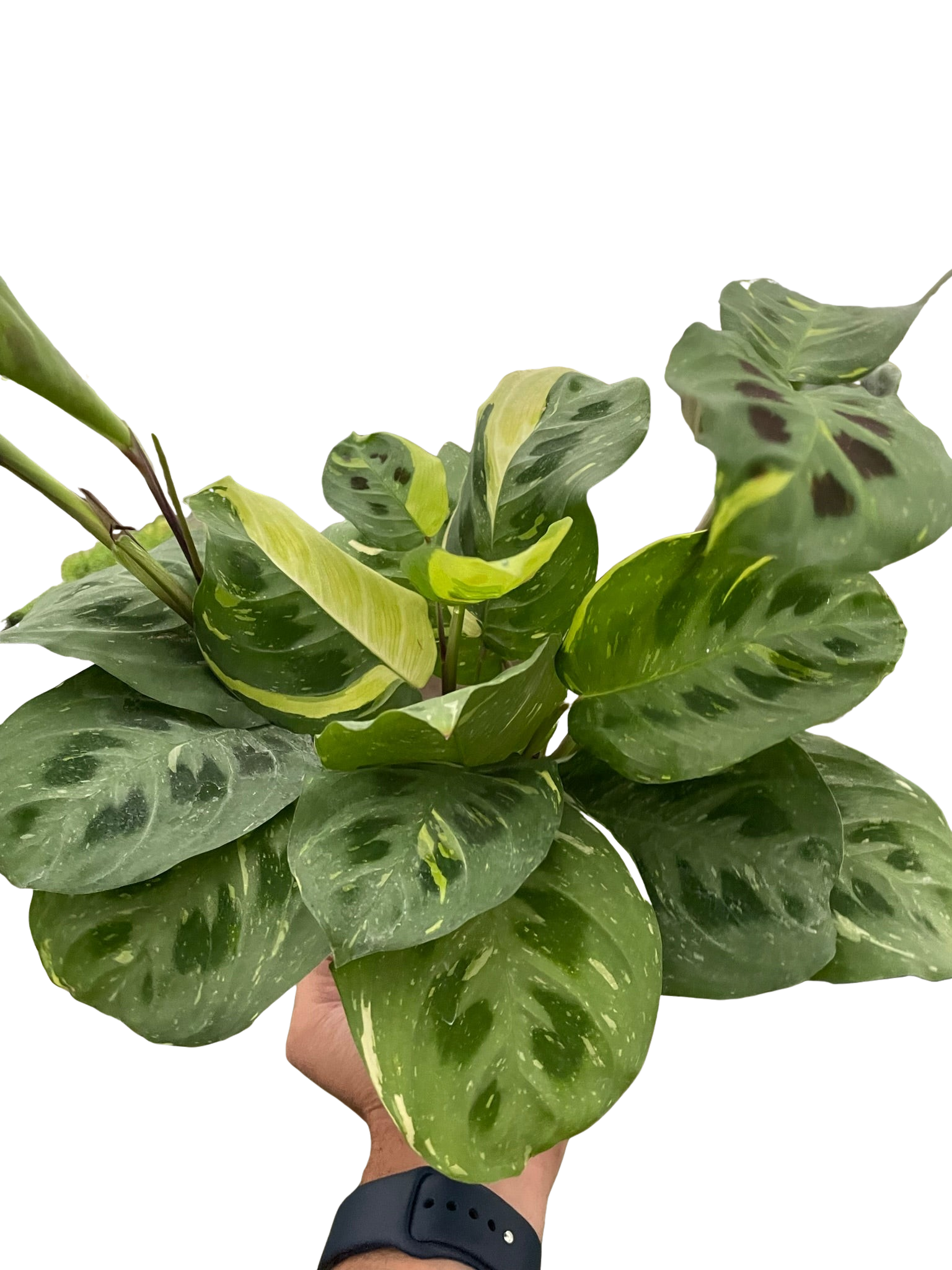 Maranta Variegated 'Beauty Kim' Default House Plant Dropship 4" Pot  