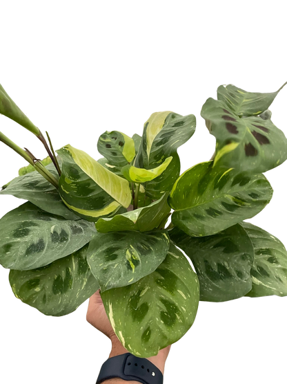 Maranta Variegated 'Beauty Kim' Default House Plant Dropship 4" Pot  