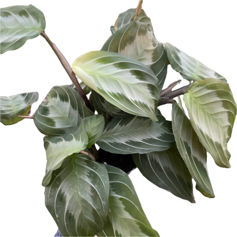 Maranta 'Silver Band' Default House Plant Dropship 4" Pot