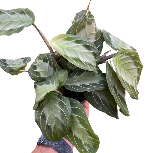 Maranta 'Silver Band' Default House Plant Dropship 4" Pot  