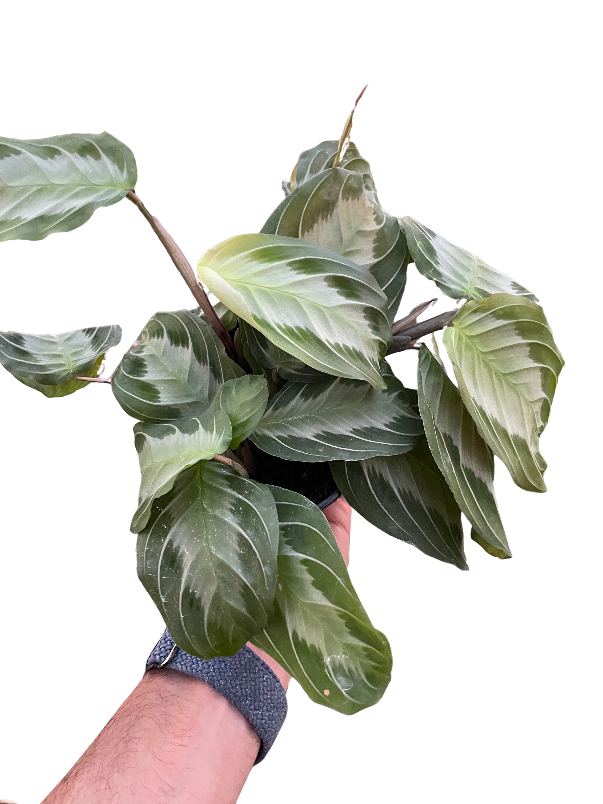 Maranta 'Silver Band' Default House Plant Dropship