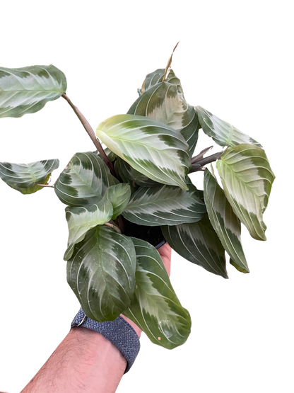 Maranta 'Silver Band' Default House Plant Dropship