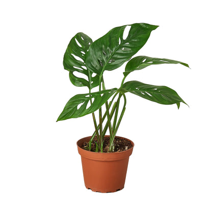 Monstera Adansonii 'Swiss Cheese' 4" Plant (1pk/$2) ($6 Ship/15oz) House Plant Dropship   