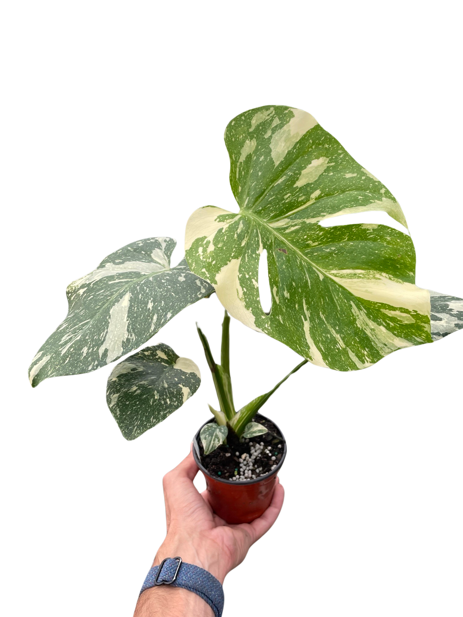 Monstera 'Thai Constellation'  House Plant Dropship   