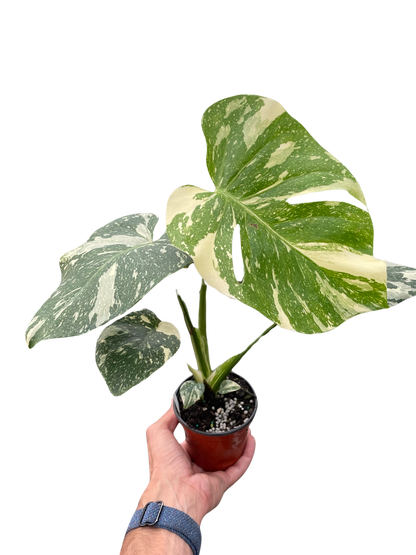 Monstera 'Thai Constellation'  House Plant Dropship   