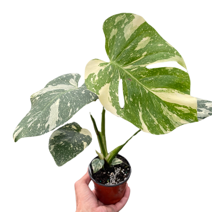 Monstera 'Thai Constellation'  House Plant Dropship   