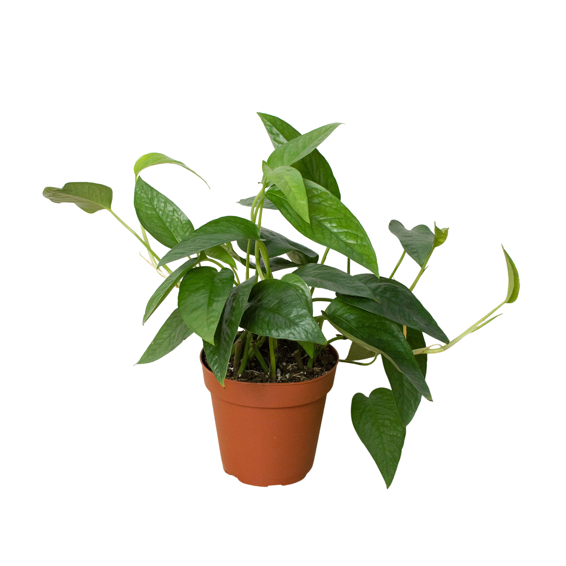 Pothos 'Cebu Blue' Indoor Plants House Plant Dropship 4" Pot  