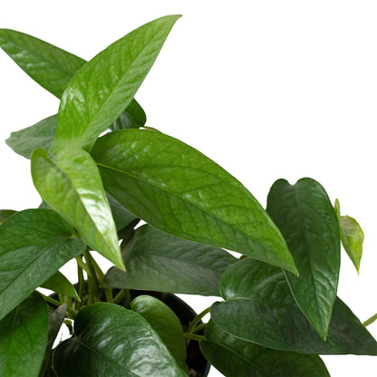 Pothos 'Cebu Blue' Indoor Plants House Plant Dropship   