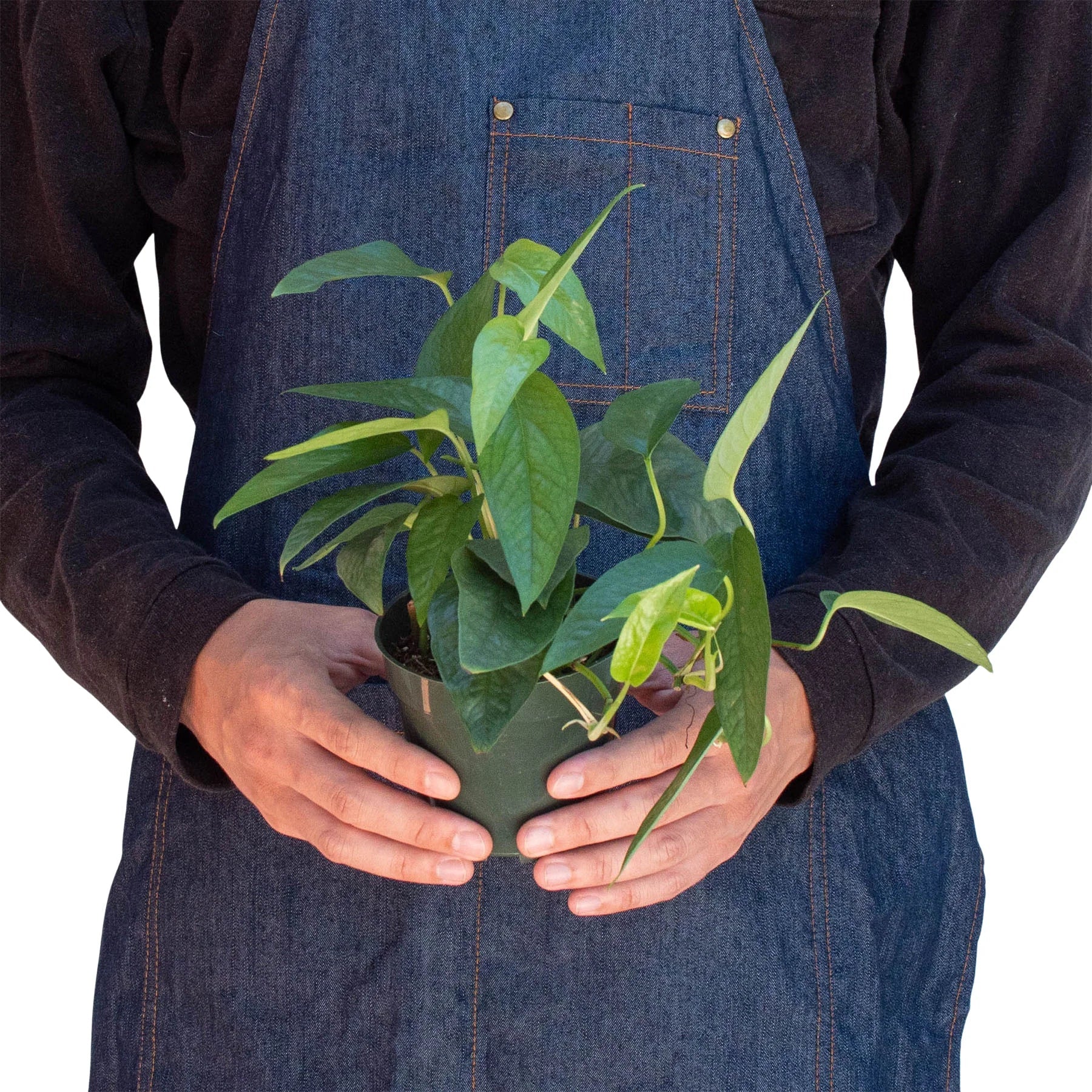 Pothos 'Cebu Blue' Indoor Plants House Plant Dropship   