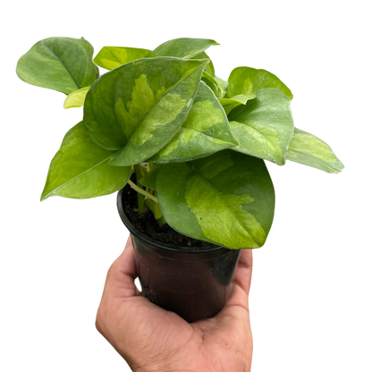 Pothos 'Global Green' Indoor Plants House Plant Dropship   