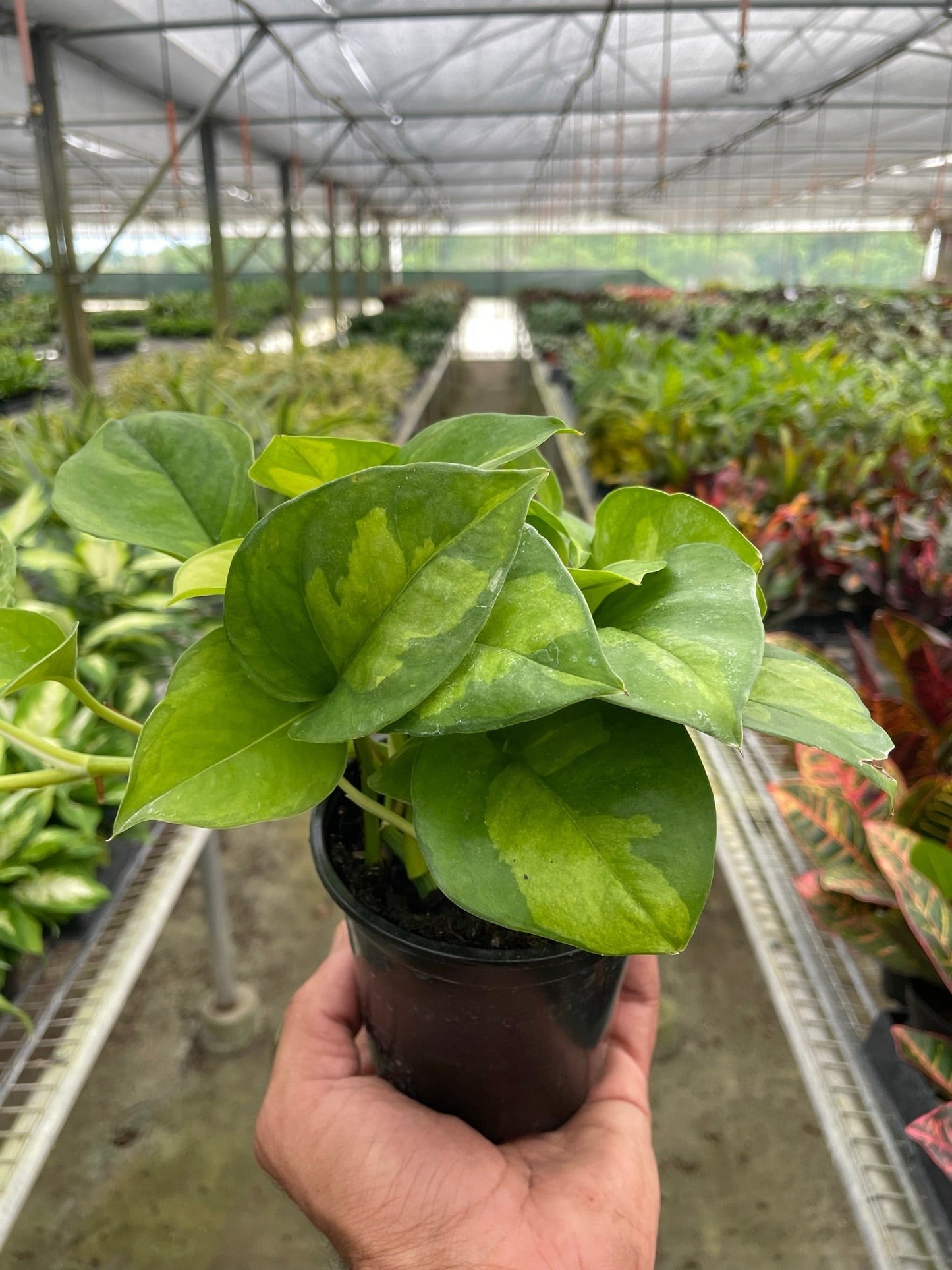 Pothos 'Global Green' Indoor Plants House Plant Dropship 4" Pot  