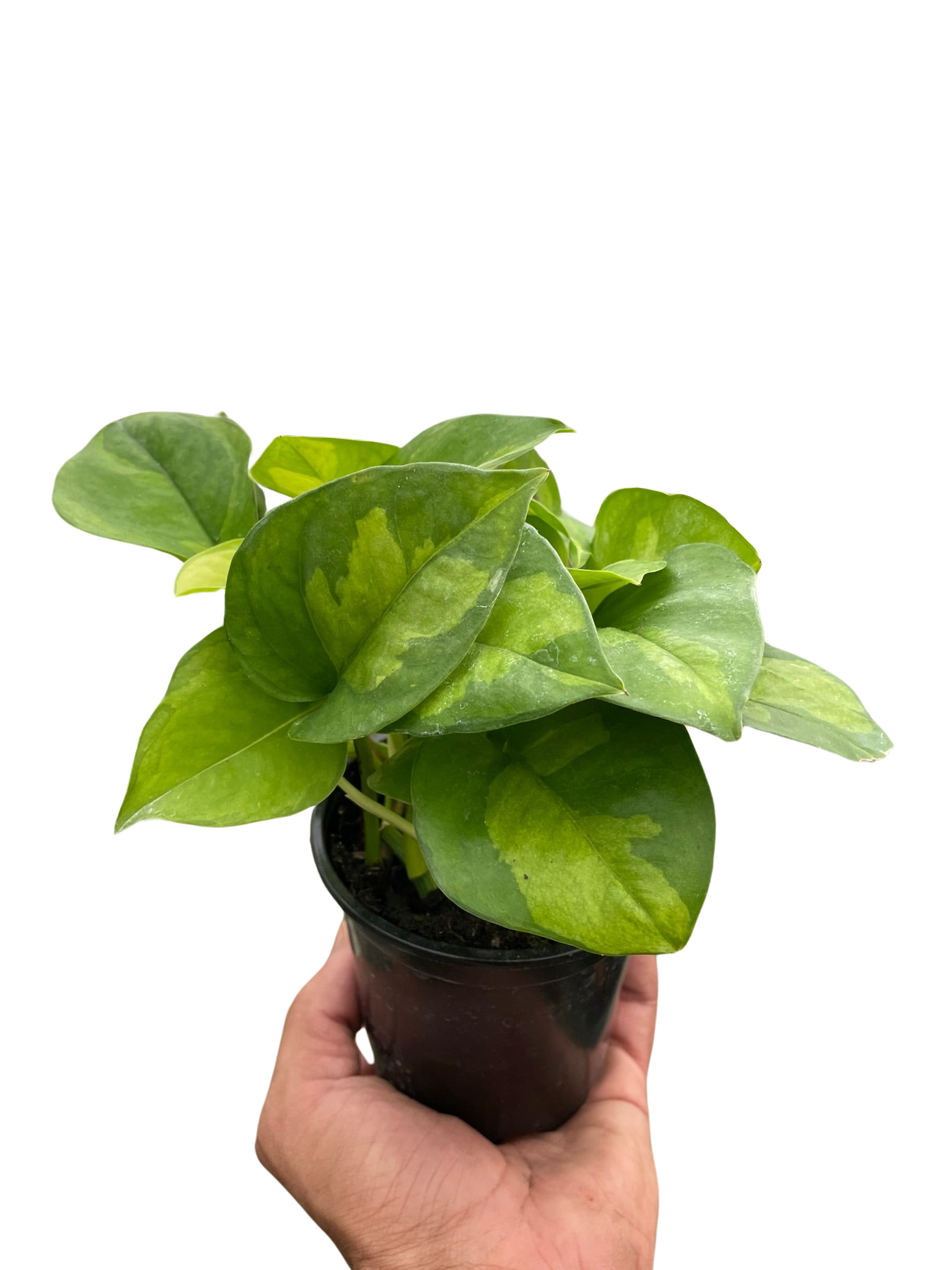 Pothos 'Global Green' Indoor Plants House Plant Dropship   