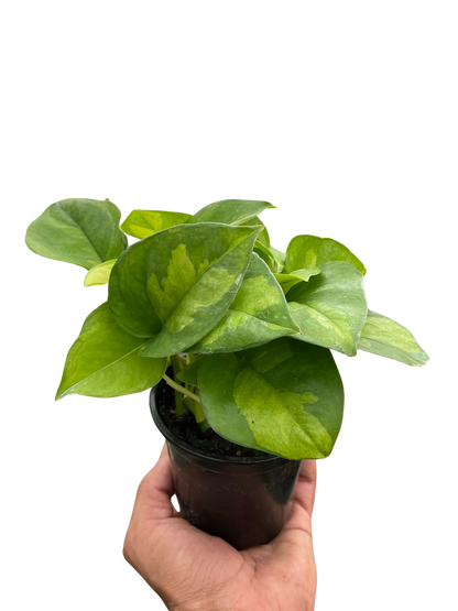 Pothos 'Global Green' Indoor Plants House Plant Dropship   