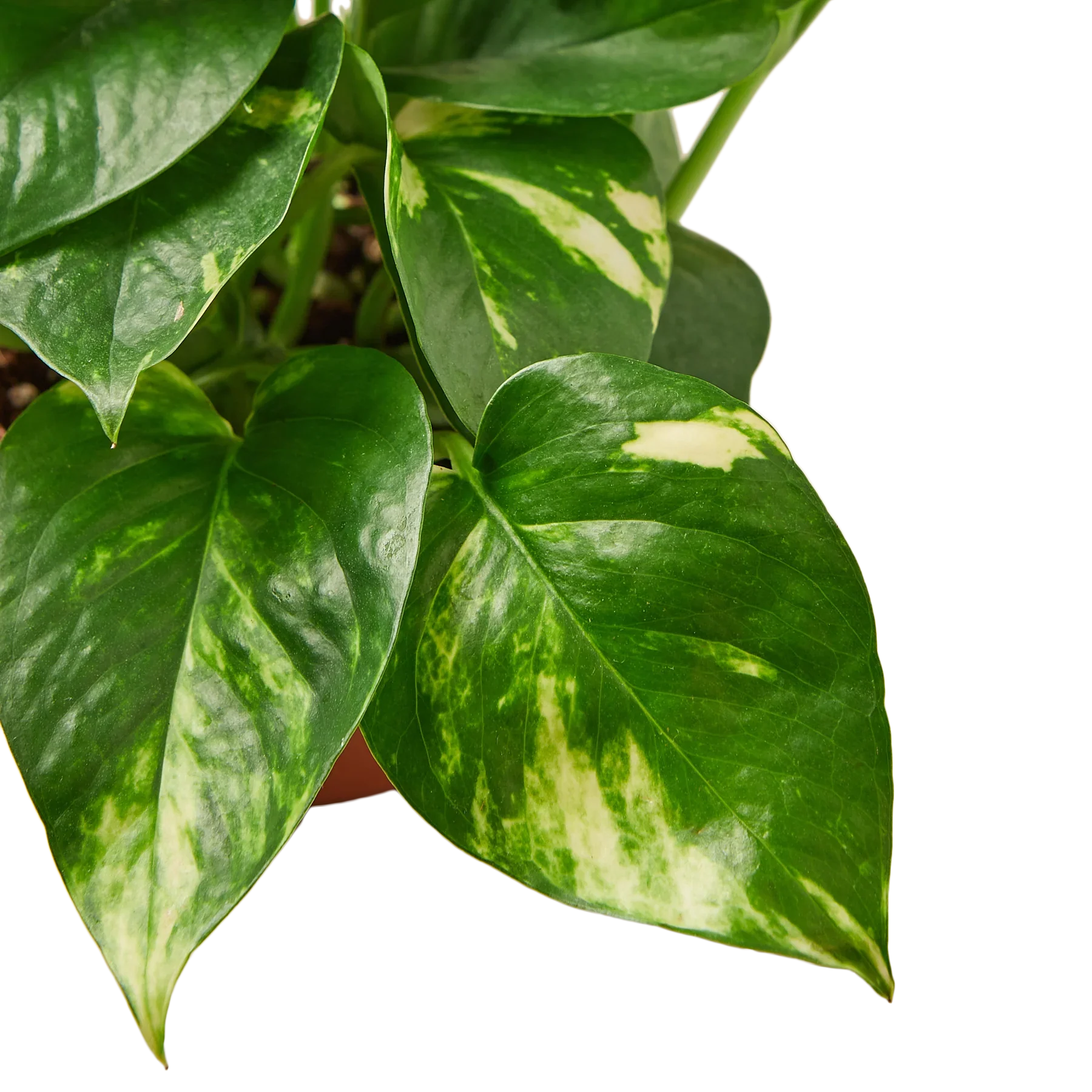 Pothos 'Golden' Indoor Plants House Plant Dropship   