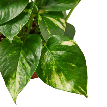 Pothos 'Golden' Indoor Plants House Plant Dropship   