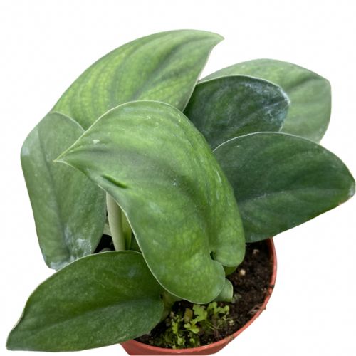 Pothos 'Jade Satin' House Plant Dropship