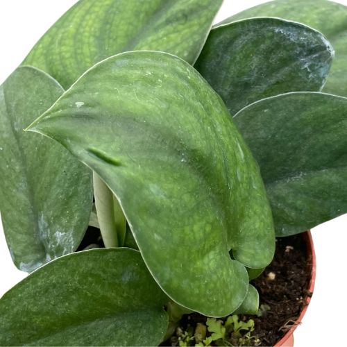 Pothos 'Jade Satin' House Plant Dropship